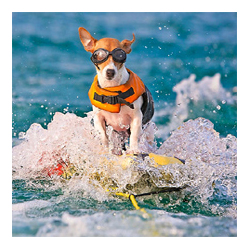 Duma - Wakeboarding Dog