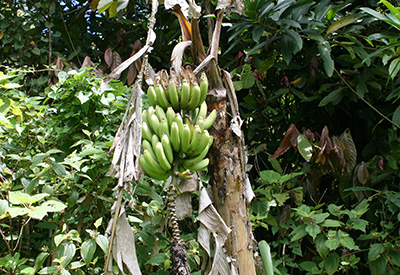 Dominica's Bananas