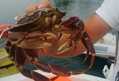 Ocean Harvest Cruise Dungeness crab