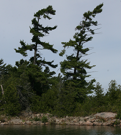 Georgian Bay - twisted pines