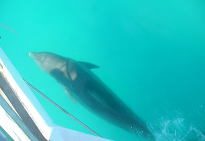 Dolphins Beside Us