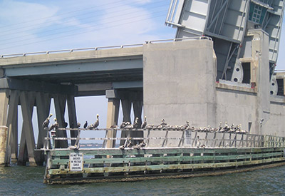 Pelicansat a Lift Bridge
