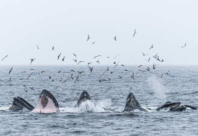 Seasonal Resident Humpback Whales